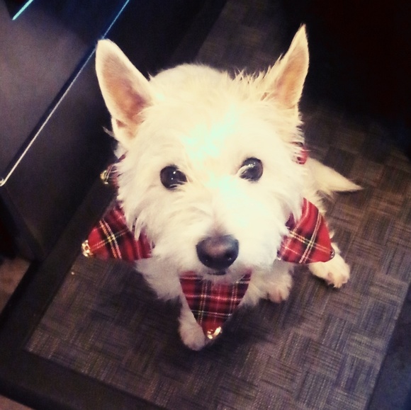 Meet your Posher, Lorraine - Picture 1 of 1